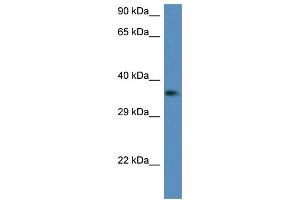 WB Suggested Anti-C1qtnf2 Antibody Titration: 1. (C1QTNF2 抗体  (Middle Region))