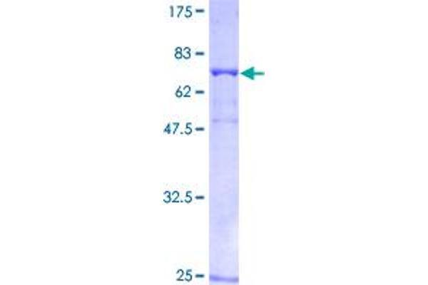 TUBA1A Protein (AA 1-451) (GST tag)