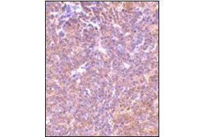 Immunohistochemistry of PAK2 in mouse spleen tissue with this product at 10 μg/ml. (PAK2 抗体  (C-Term))