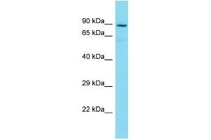 Host:  Rabbit  Target Name:  Zmat1  Sample Type:  Mouse Thymus lysates  Antibody Dilution:  1. (ZMAT1 抗体  (Middle Region))