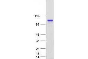 Western Blotting (WB) image for DEAD Box Protein 4 (DDX4) (Transcript Variant 3) protein (Myc-DYKDDDDK Tag) (ABIN2719318)