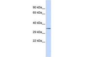 Image no. 1 for anti-Upstream Transcription Factor 1 (USF1) (N-Term) antibody (ABIN6742470) (USF1 抗体  (N-Term))