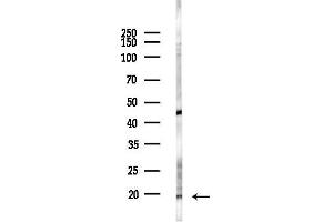 anti-Mitochondrial Ribosomal Protein L30 (MRPL30) (Internal Region) antibody