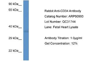 Western Blotting (WB) image for anti-CD34 (CD34) (C-Term) antibody (ABIN2788646) (CD34 抗体  (C-Term))