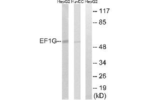 Western blot analysis of extracts from HepG2 cells and HUVEC cells, using EEF1G antibody.
