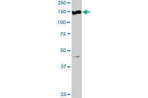 Ret Proto-Oncogene 抗体  (AA 1-1072)