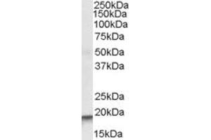 Western Blotting (WB) image for anti-Actin Related Protein 2/3 Complex, Subunit 4, 20kDa (ARPC4) (AA 31-41) antibody (ABIN342994) (ARPC4 抗体  (AA 31-41))