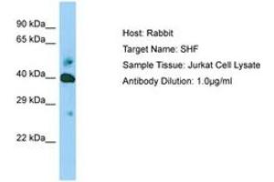 Image no. 1 for anti-Src Homology 2 Domain Containing F (SHF) (AA 22-71) antibody (ABIN6749970) (SHF 抗体  (AA 22-71))