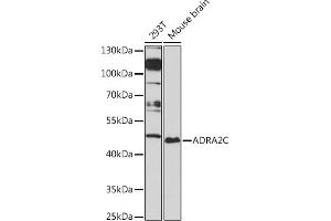 Western blot analysis of extracts of various cell lines, using C Rabbit pAb (ABIN7265501) at 1:1000 dilution. (ADRA2C 抗体  (AA 240-380))