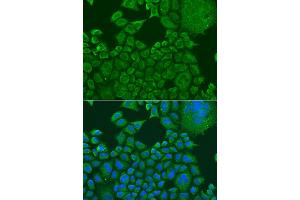 Immunofluorescence analysis of U2OS cells using FXR1 antibody (ABIN1876971) at dilution of 1:100. (FXR1 抗体)