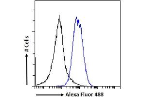 (ABIN238631) Flow cytometric analysis of paraformaldehyde fixed A549 cells (blue line), permeabilized with 0. (EPB41L5 抗体  (Internal Region))