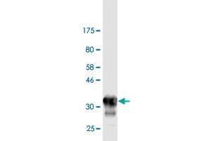 Western Blot detection against Immunogen (33. (Otopetrin 2 抗体  (AA 423-493))