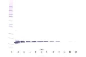 Image no. 1 for anti-Interleukin 3 (IL-3) antibody (ABIN464897) (IL-3 抗体)