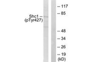 Western blot analysis of extracts from 293 cells treated with EGF 200ng/ml 5', using Shc (Phospho-Tyr427) Antibody. (SHC1 抗体  (pTyr427))