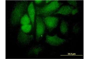 Immunofluorescence (IF) image for anti-Signal Transducer and Activator of Transcription 4 (STAT4) (AA 1-748) antibody (ABIN563030)