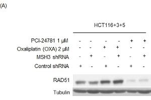 Western Blotting (WB) image for anti-DNA Repair Protein Homolog 1 (RAD51) (Center) antibody (ABIN2854762)