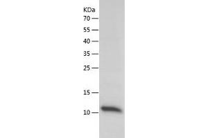 Western Blotting (WB) image for Platelet Factor 4 (PF4) (AA 31-101) (Active) protein (His tag) (ABIN7124472)