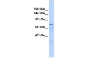 Western Blotting (WB) image for anti-Zinc Finger Protein 62 (ZFP62) antibody (ABIN2458282)