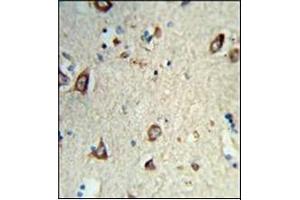 Formalin-fixed and paraffin-embedded human brain tissue reacted with HS3ST2 Antibody (C-term) Cat. (HS3ST2 抗体  (C-Term))