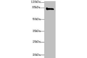 Western blot All lanes: KEL antibody at 3 μg/mL + HepG2 whole cell lysate Secondary Goat polyclonal to rabbit IgG at 1/10000 dilution Predicted band size: 83 kDa Observed band size: 83 kDa (KEL 抗体  (AA 201-500))