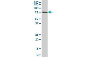 XPNPEP1 MaxPab polyclonal antibody. (XPNPEP1 抗体  (AA 1-623))