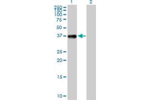 Western Blot analysis of CIAPIN1 expression in transfected 293T cell line by CIAPIN1 MaxPab polyclonal antibody. (CIAPIN1 抗体  (AA 1-312))