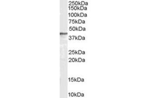 Image no. 1 for anti-Arrestin, beta 2 (ARRB2) (Internal Region) antibody (ABIN374557) (Arrestin 3 抗体  (Internal Region))
