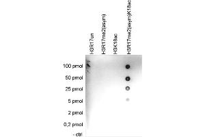 Cross reactivity test using the Histone H3 (R17me2(asym)K18ac)) antibody. (HIST1H3A 抗体  (2meArg17 (asymetric), acLys18))