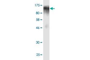 Western Blot detection against Immunogen (90. (EBF1 抗体  (AA 1-591))