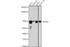 Western blot analysis of extracts of various cell lines, using NUP62 antibody (ABIN7269045) at 1:1000 dilution. (NUP62 抗体)