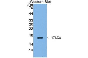 Western Blotting (WB) image for anti-Renalase, FAD-Dependent Amine Oxidase (RNLS) (AA 18-150) antibody (ABIN1175837) (RNLS 抗体  (AA 18-150))