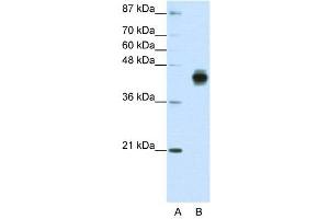 WB Suggested Anti-KRT18  Antibody Titration: 1. (Cytokeratin 18 抗体  (C-Term))