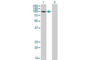 Western Blot analysis of NFKB1 expression in transfected 293T cell line