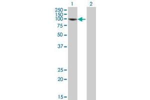 Western Blot analysis of NFKB1 expression in transfected 293T cell line (NFKB1 抗体  (AA 1-969))
