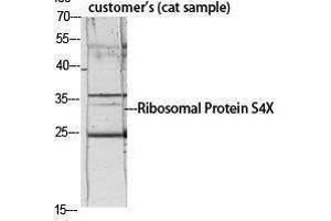 Western Blotting (WB) image for anti-Ribosomal Protein S4, X-Linked (RPS4X) (Internal Region) antibody (ABIN3186802) (RPS4X 抗体  (Internal Region))