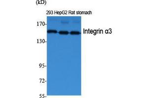 Western Blot (WB) analysis of specific cells using Integrin alpha3 Polyclonal Antibody. (ITGA3 抗体  (Internal Region))
