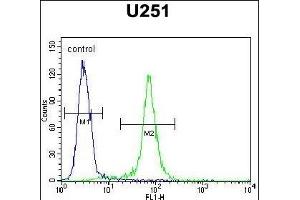 CCDC9 Antibody (N-term) (ABIN654741 and ABIN2844427) flow cytometric analysis of  cells (right histogram) compared to a negative control cell (left histogram). (CCDC9 抗体  (N-Term))