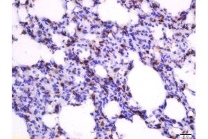 Paraformaldehyde-fixed, paraffin embedded rat lung tissue, Antigen retrieval by boiling in sodium citrate buffer(pH6) for 15min, Block endogenous peroxidase by 3% hydrogen peroxide for 30 minutes, Blocking buffer (normal goat serum) at 37°C for 20min, Antibody incubation with Rabbit Anti-Heme Oxygenase Polyclonal Antibody, Unconjugated  at 1:500 overnight at 4°C, followed by a conjugated secondary and DAB staining (Heme Oxygenase 1, Heme Oxygenase 2 (AA 101-200) 抗体)