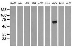 Image no. 3 for anti-rho GTPase Activating Protein 25 (ARHGAP25) antibody (ABIN1496705) (ARHGAP25 抗体)