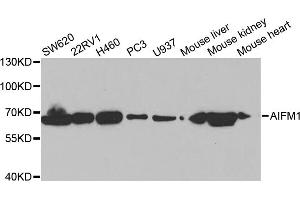 Western blot analysis of extracts of various cell lines, using AIFM1 antibody (ABIN5971393) at 1/1000 dilution. (AIF 抗体)