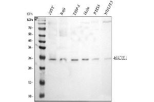 Western blot analysis of Mad2L1 using anti-Mad2L1 antibody (ABIN3043608).