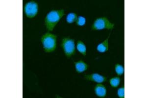 IF analysis of DAP1/DAP using anti-DAP1/DAP antibody (ABIN7602875).