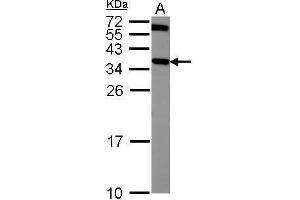 WB Image Sample (50 ug of whole cell lysate) A: Mouse brain 12% SDS PAGE antibody diluted at 1:1000 (CRYM 抗体)