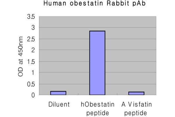 Obestatin 抗体  (AA 76-98)