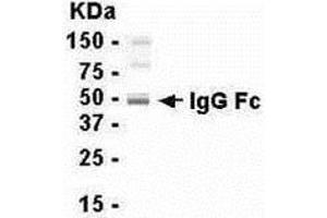 Western Blotting (WB) image for Chicken anti-Human IgG (Fc Region), (full length) antibody (ABIN2469249) (小鸡 anti-人 IgG (Fc Region), (full length) Antibody)