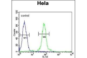 FBXW8 Antibody (Center) (ABIN654676 and ABIN2844371) flow cytometric analysis of Hela cells (right histogram) compared to a negative control cell (left histogram). (FBXW8 抗体  (AA 270-299))