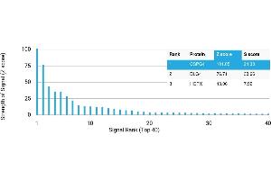 Protein Array (PAr) image for anti-Melanoma Associated Chondroitin Sulfate Proteoglycan (MCSP) antibody (ABIN7456049) (NG2 抗体)