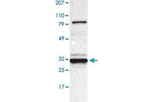 Western Blot (Cell lysate) analysis of human cell line RT-4 with GNPDA1 polyclonal antibody  at 1:250 - 1:500 dilution.