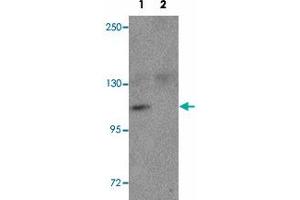 Western blot analysis of NLRP9 in EL4 cell lysate with NLRP9 polyclonal antibody  at 1 ug/mL in the (1) absence and (2) presence of blocking peptide. (NLRP9 抗体  (N-Term))