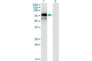 Western Blot analysis of NR4A2 expression in transfected 293T cell line by NR4A2 monoclonal antibody (M06), clone 3E10. (NR4A2 抗体  (AA 71-170))